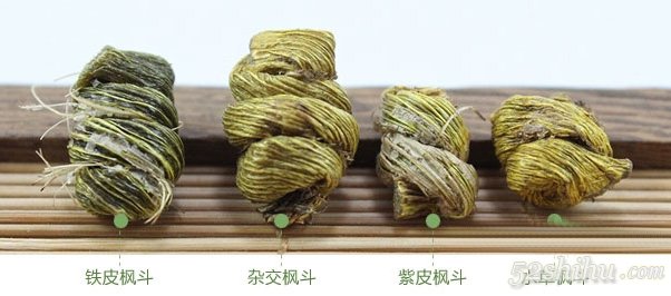 鐵皮楓斗、紫皮、水草、雜交楓斗的辨別方法