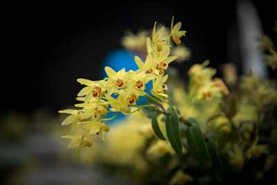 鐵皮石斛花有哪些功效好處？鐵皮石斛花泡水喝有哪些功效好處