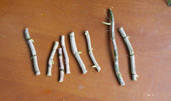 石斛扦插繁育的簡(jiǎn)單方法
