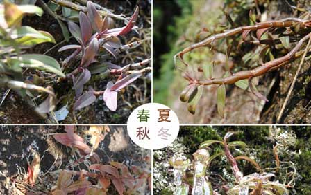 野生鐵皮石斛的功效與作用