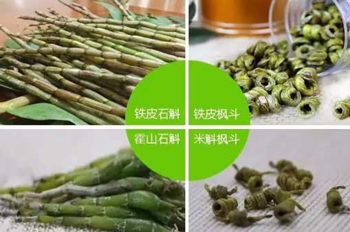 霍山石斛（米斛）與鐵皮石斛的區別