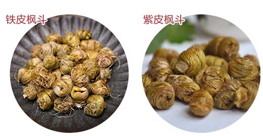 鐵皮楓斗與紫皮楓斗的區別